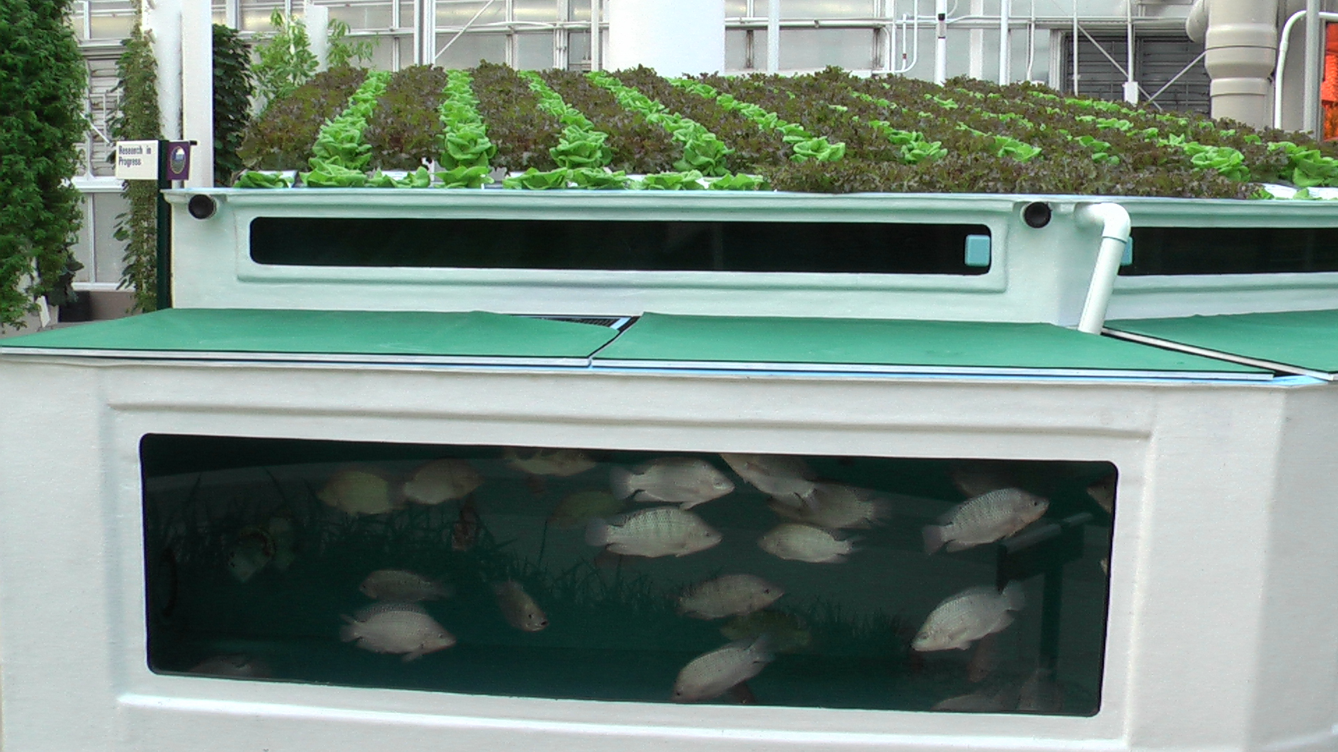 Aquaponics Cold Water Fish